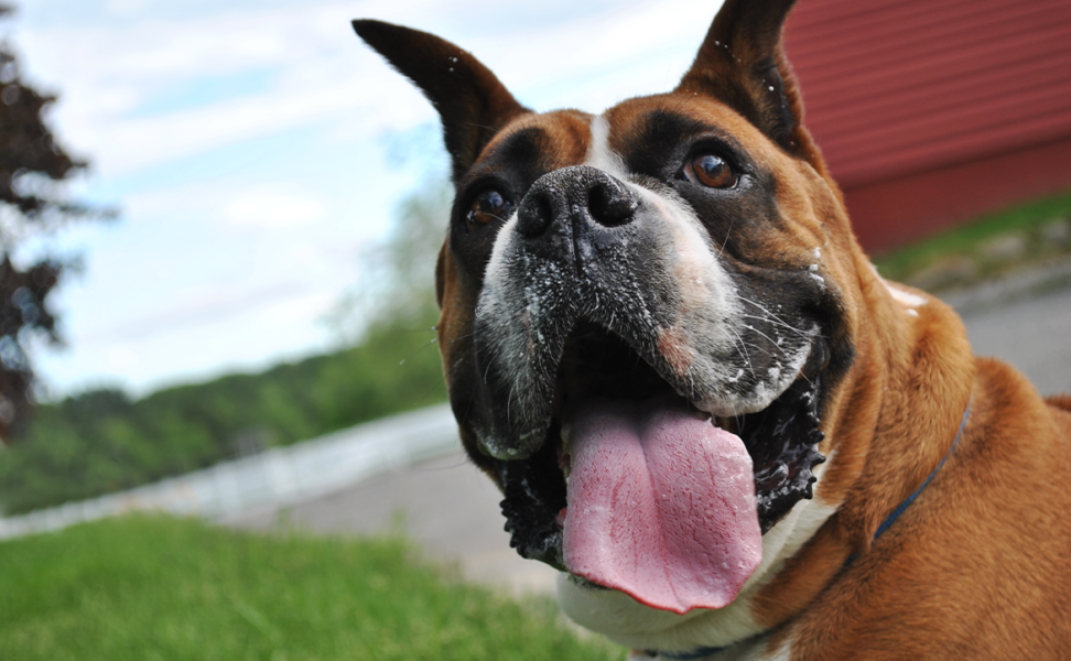 Essential Fatty Acids: Essential to Animal Health and Longevity