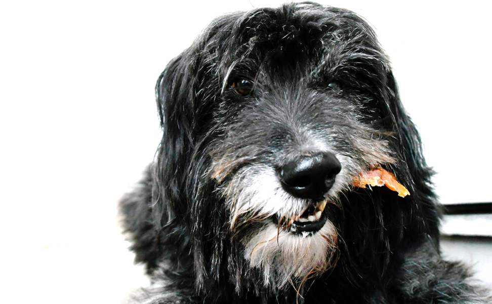 Caring for a Senior Animal