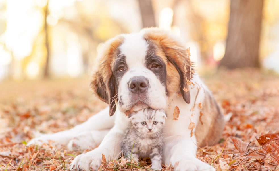 Another Way to Heal: Herbal Remedies and Supplements for Dogs and Cats