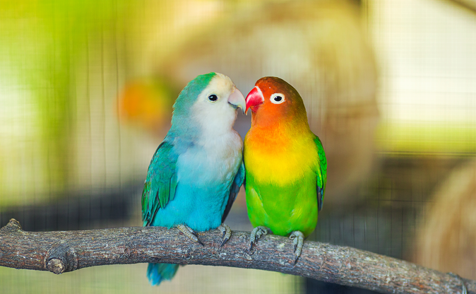 Are You Ready for a Companion Bird?