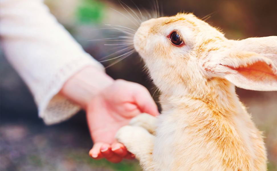 Are You Ready for a Rabbit?