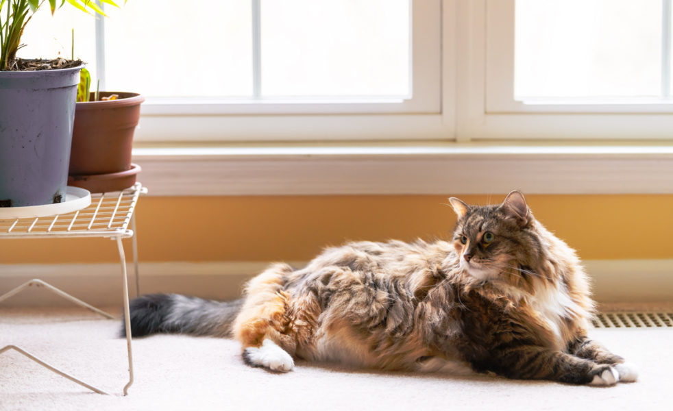 Home Healer: Weight Loss