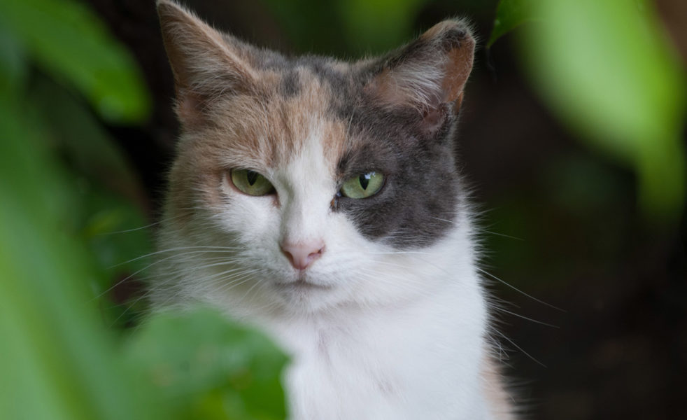 Home Healer: Healthy Eyes for Cats and Dogs