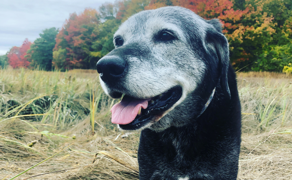 Senior Dogs Enrich Our Lives