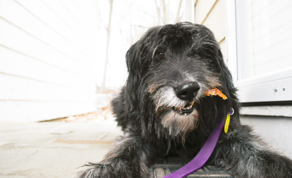 Another Way to Treat: All-Natural Treats with Brushed-On Benefits