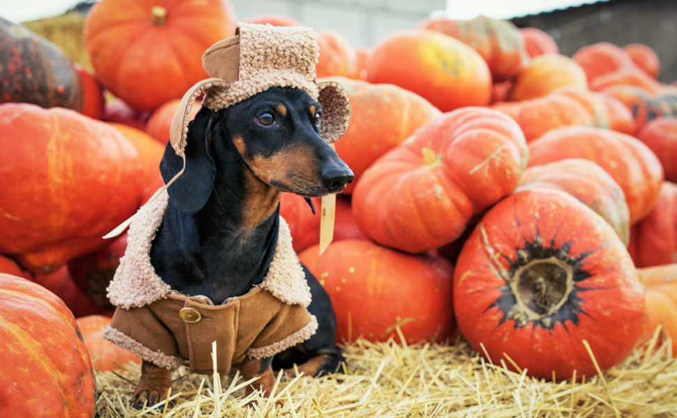 Be Thankful and Safe This Thanksgiving