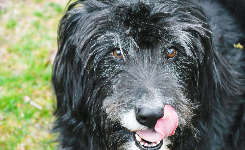 Home Healer: Healthy Gums and Kissable Breath