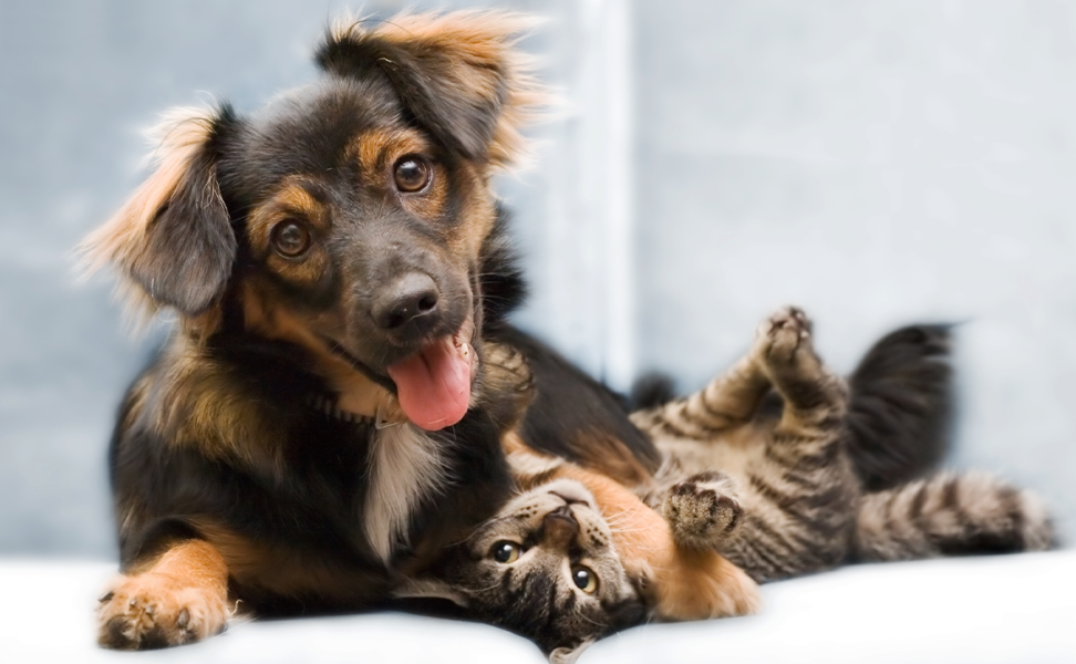 Fall Allergies and Your Dog or Cat