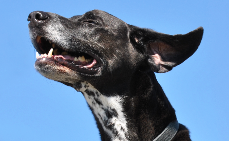 Senior Animals and Diabetes