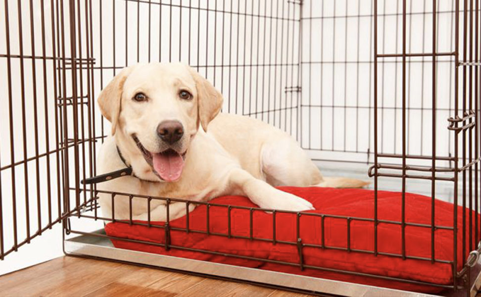 Crate Training Your Dog