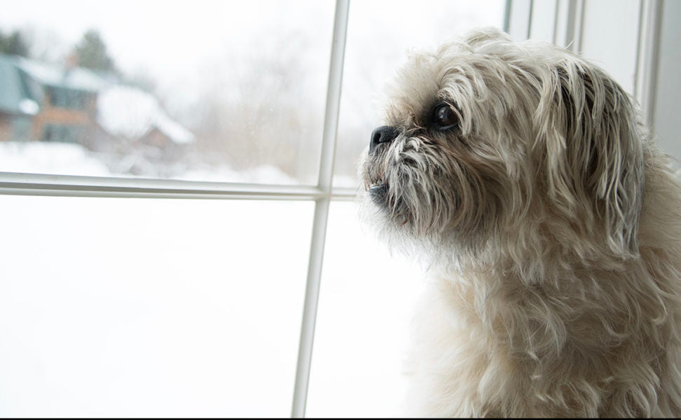 Holiday Travel with Animals