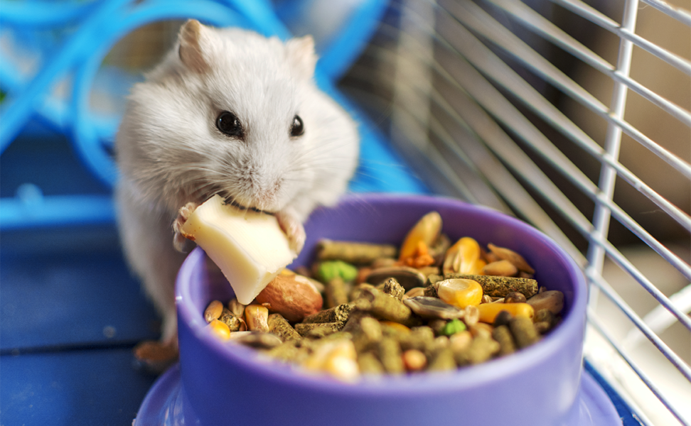 Are You Ready for a Hamster?