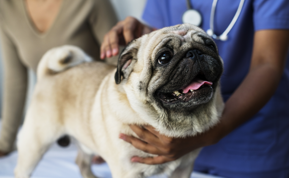 Is My Dog Sick?