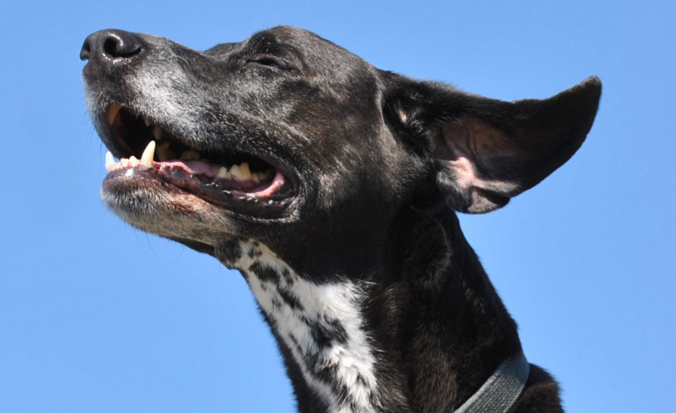 Home Healer: Healthy Ears for Cats and Dogs