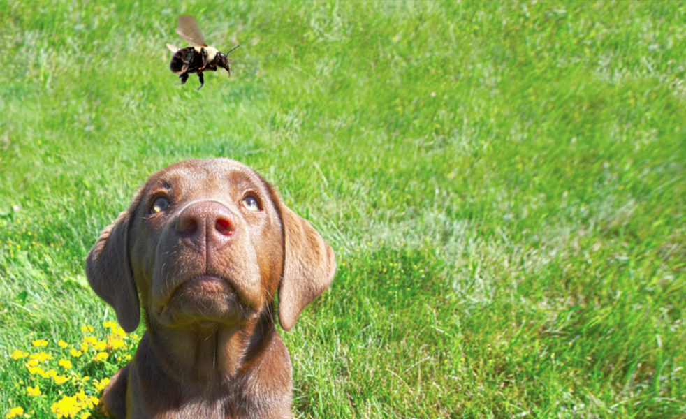 Home Healer: Treating Bee Stings and Spider Bites