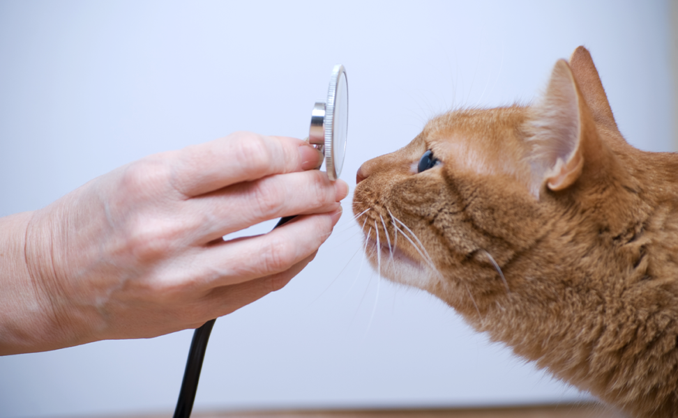 Senior Animal Diseases to Watch For