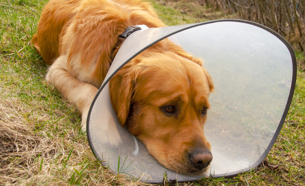 Home Healer: Hot Spots