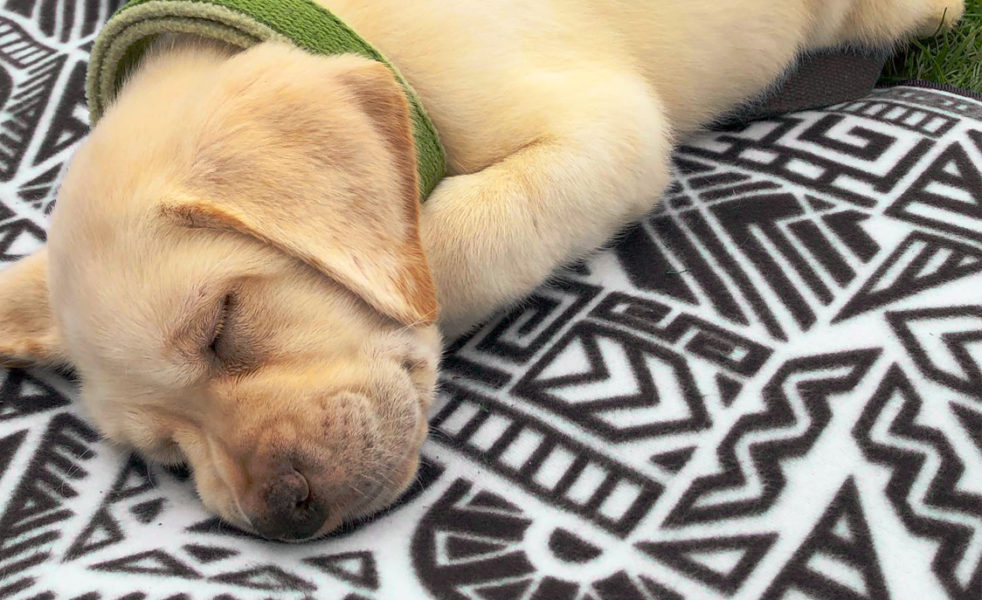 Perfect Puppy Plan