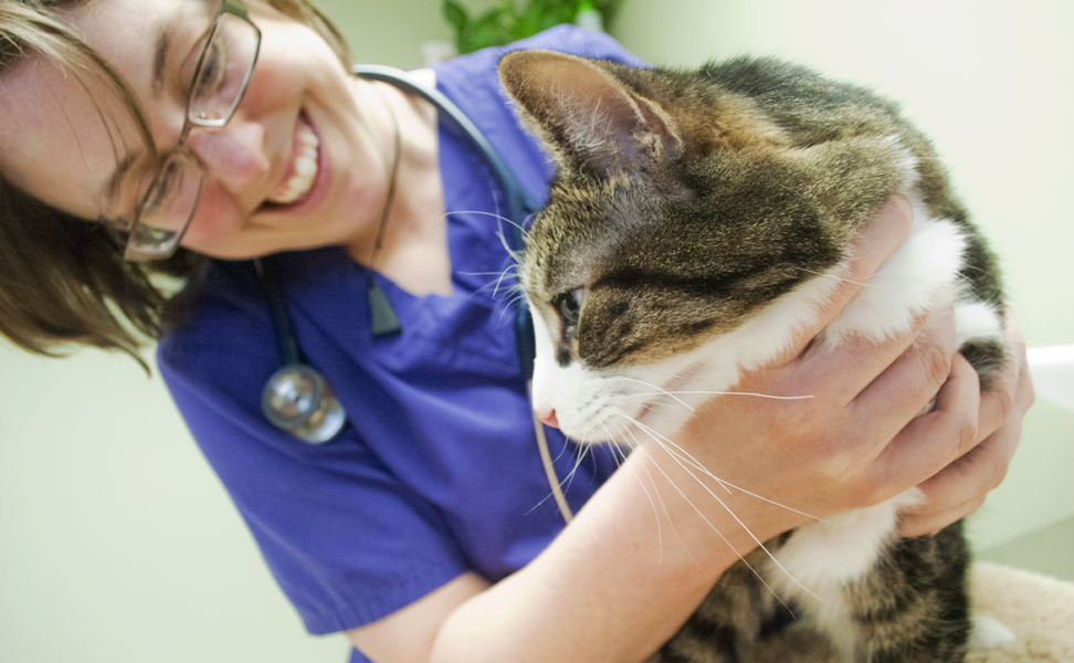 Is My Cat Sick?