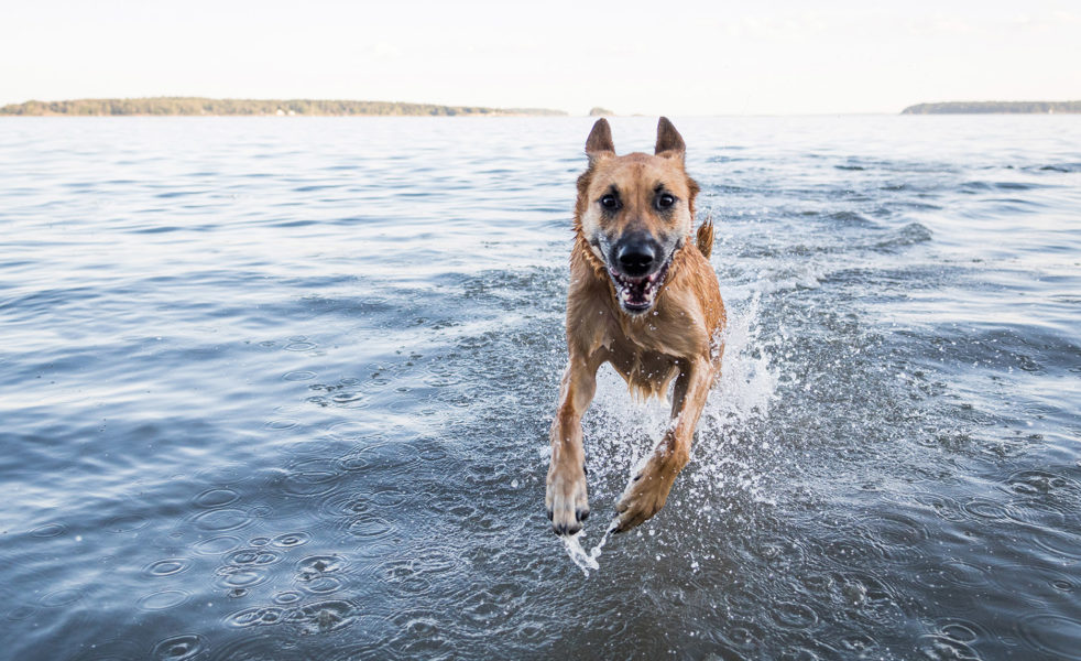 Home Healer: Healthy Joints for Cats and Dogs