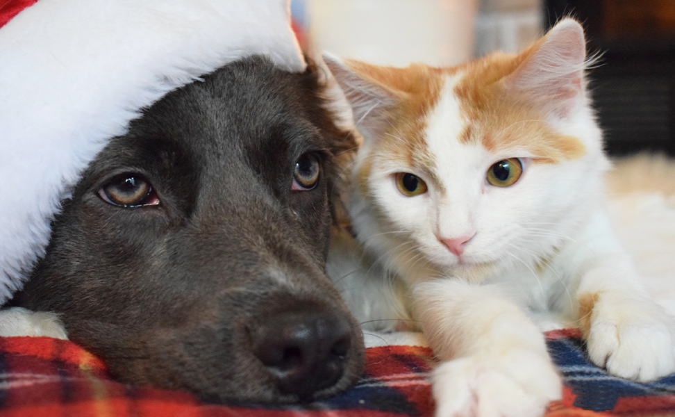 Holiday Parties and Your Pet