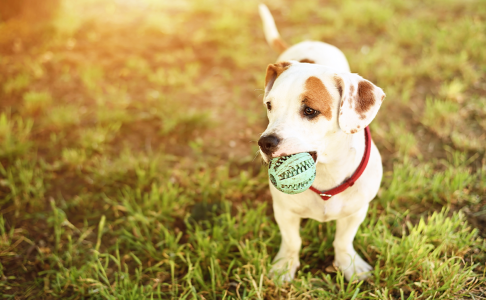 Choosing the Best Dog Toys