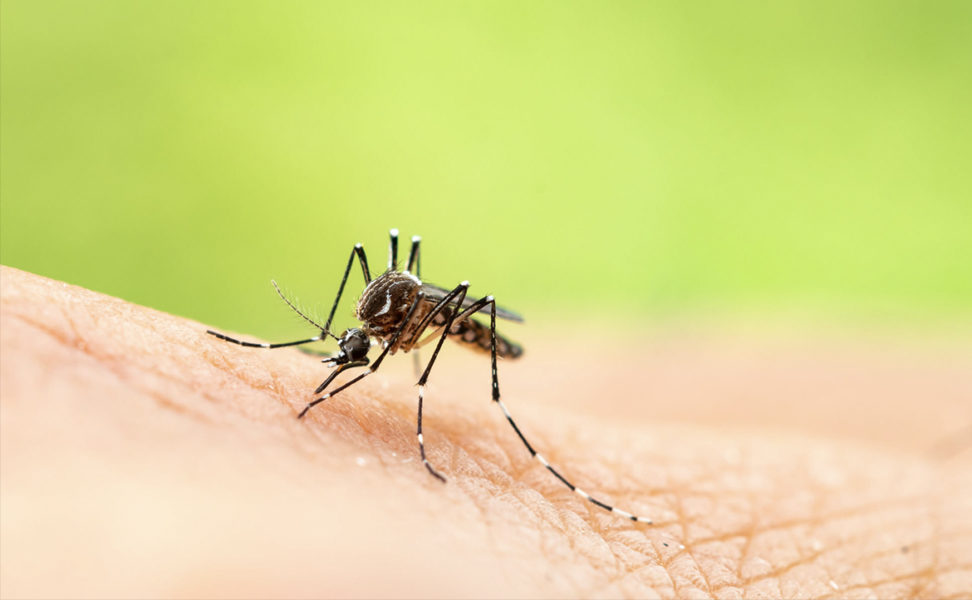 What to Know About EEE and WNV