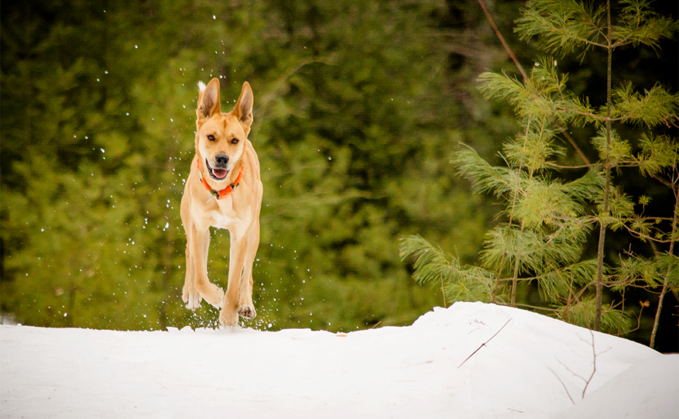 Keeping Your Animal Active in Winter