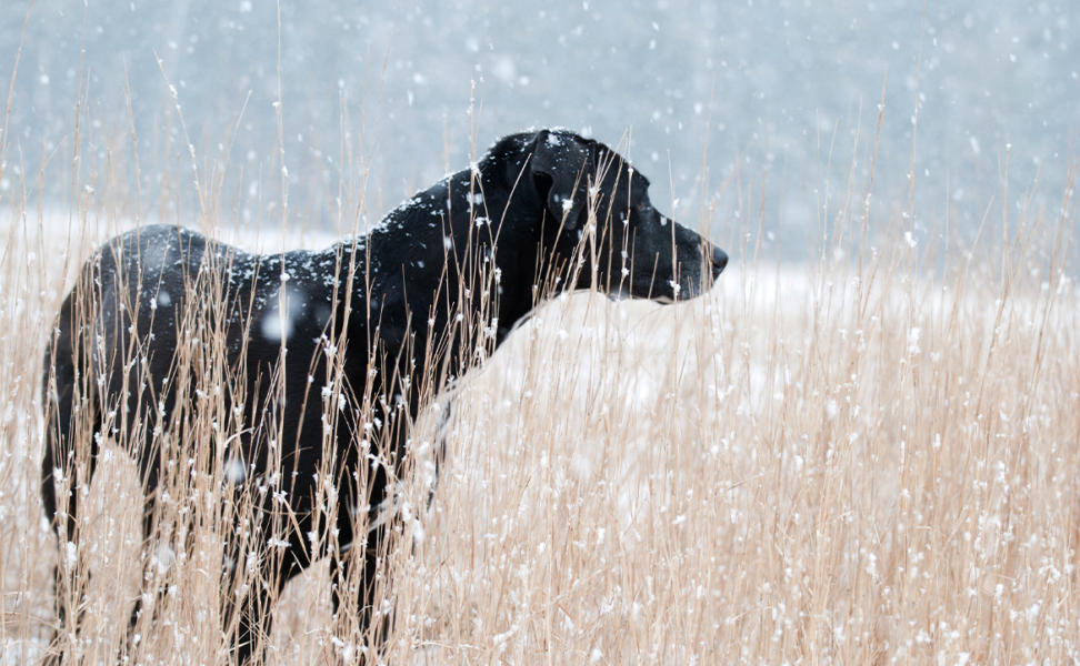 Winter Pests