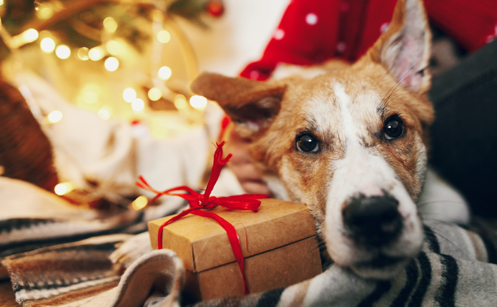 Holiday Gift Ideas for Animals
