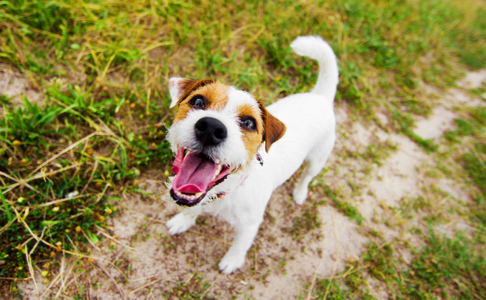 National Pet Cancer Awareness Month