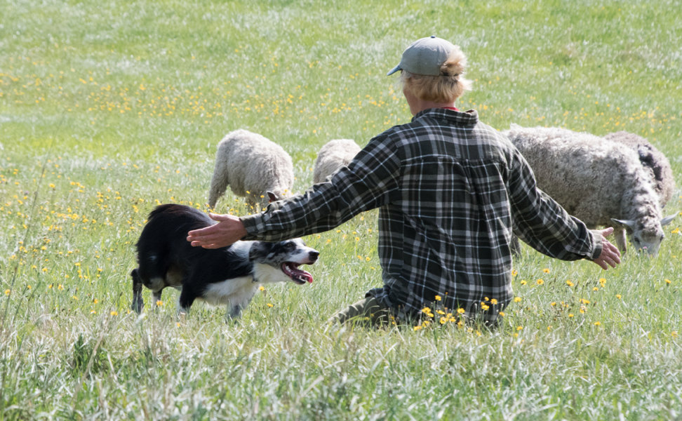 How to Keep Your Working Dog from Getting Bored
