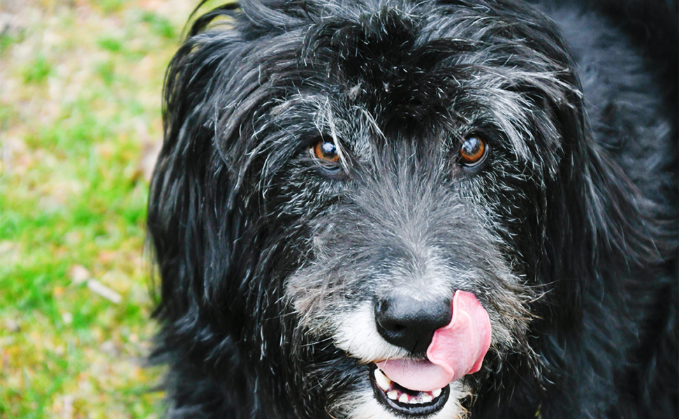February is National Pet Dental Health Month