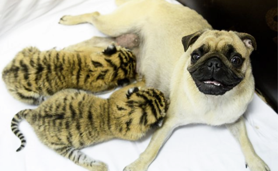 Animals Helping Animals