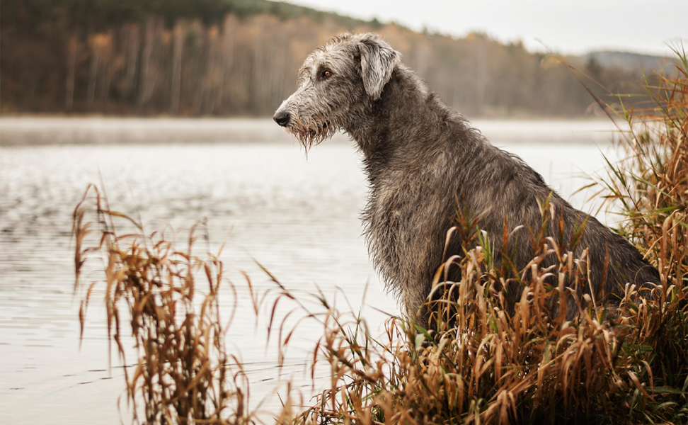 Celebrating Irish Dog Breeds
