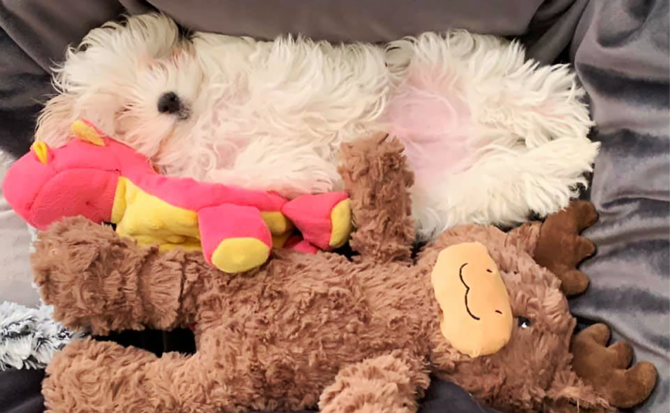 National Puppy Day