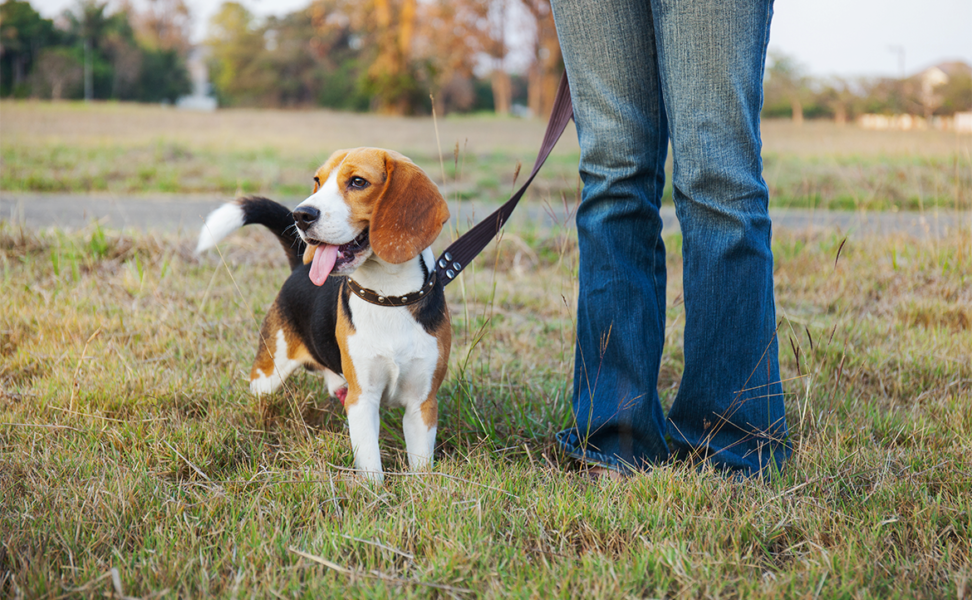 Safe Social Distancing with Your Animal
