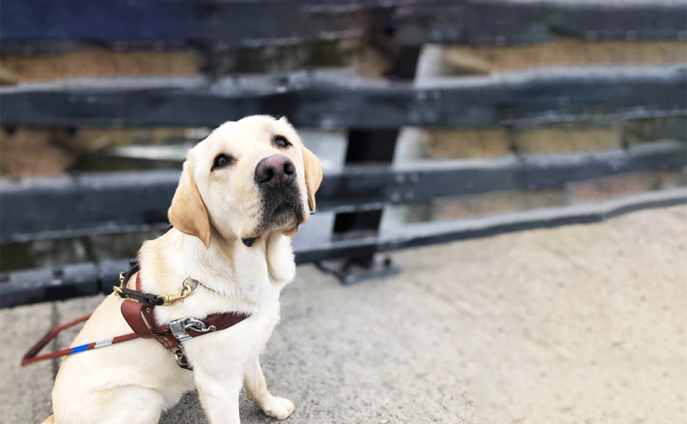 Tell Us Your Story: Animals Helping to Make the World a Better Place