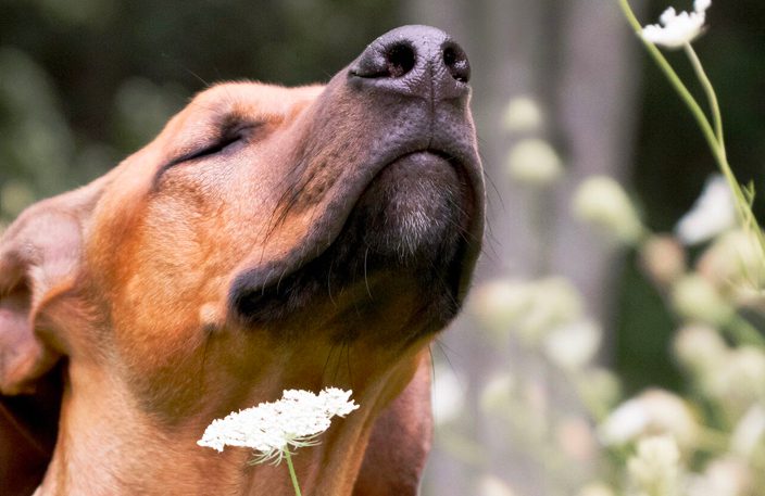 Earth Animal Achieves Public Benefit Corporation Certification