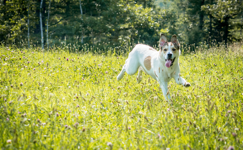 Sustainable Pet Practices