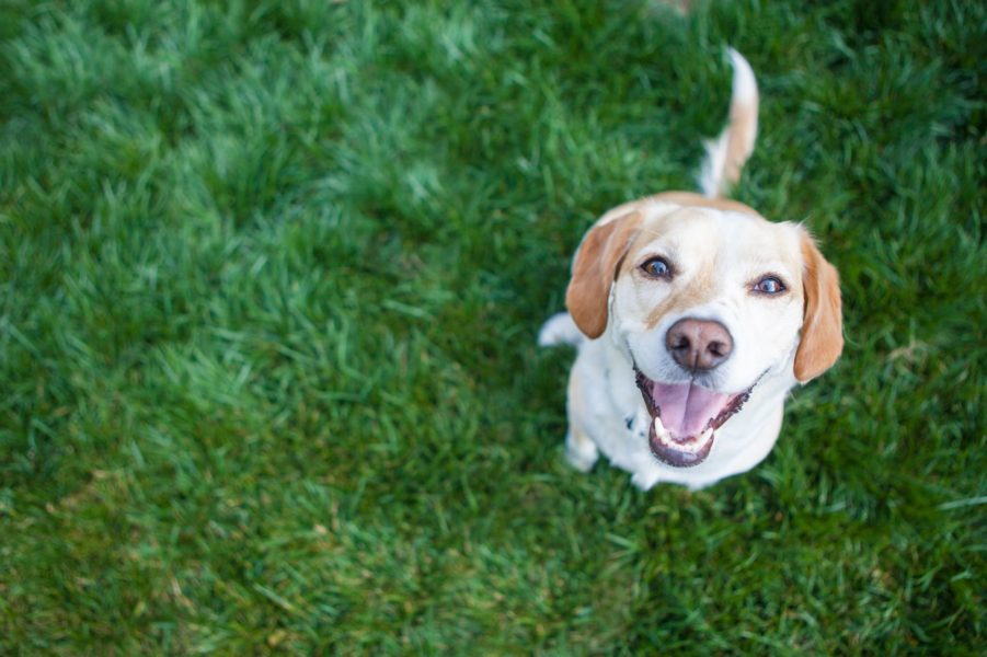 Summer-Time Treats for Dogs