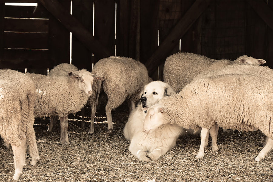 Animals Helping Animals - A Feel-Good Story