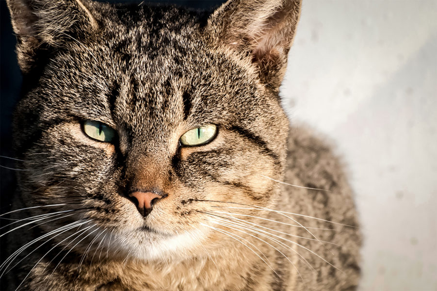 Outdoor Cats in the Winter - How to Help