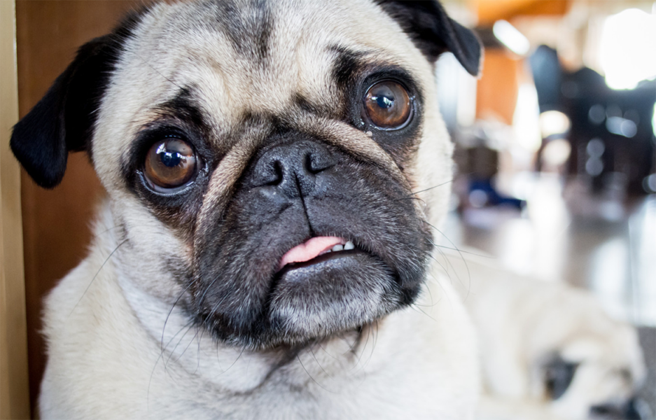 How to Help Your Anxious or Reactive Dog