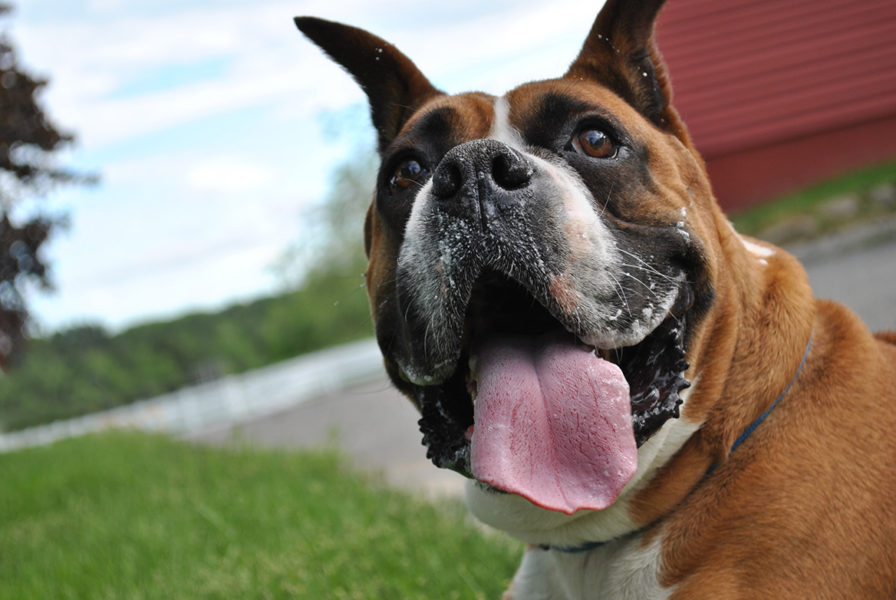 Show Some Love With a Trip to the Veterinary Dentist