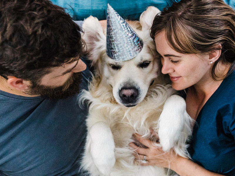 February Should Be Responsible Pet Parenthood Month