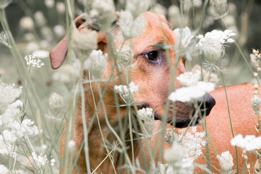 Seasonal Allergies Can Affect Our Animal Companions, Too