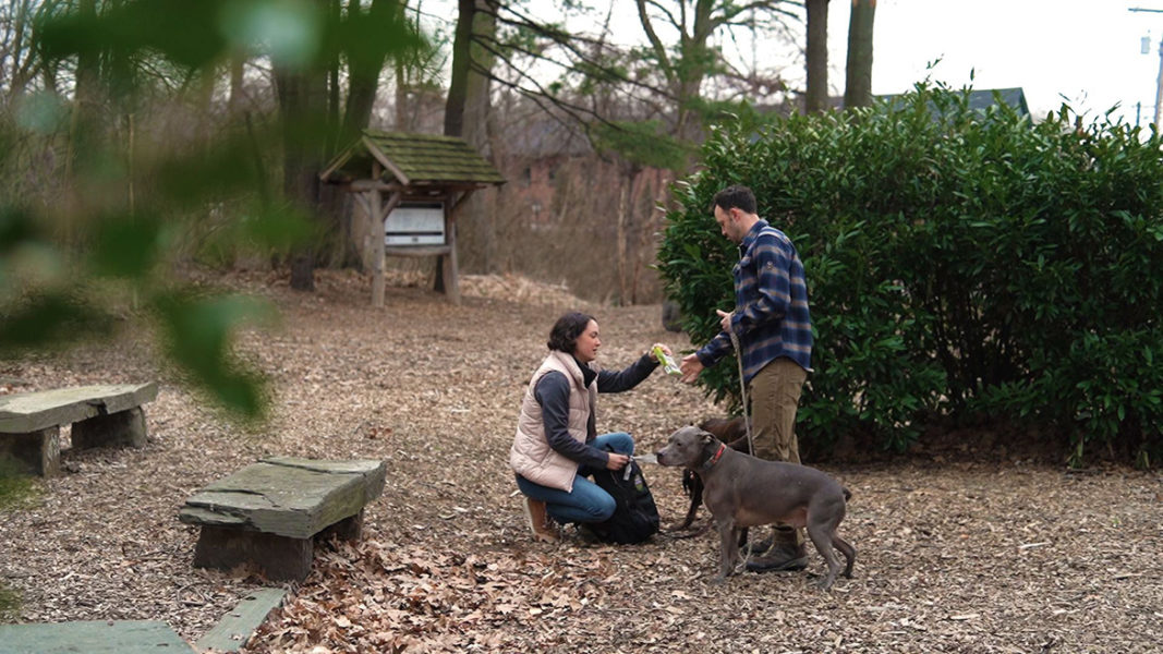 Safer Protection From Fleas and Ticks