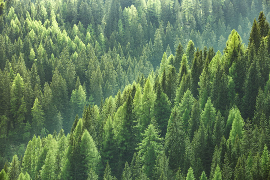 Earth Animal's Sustainability Promise