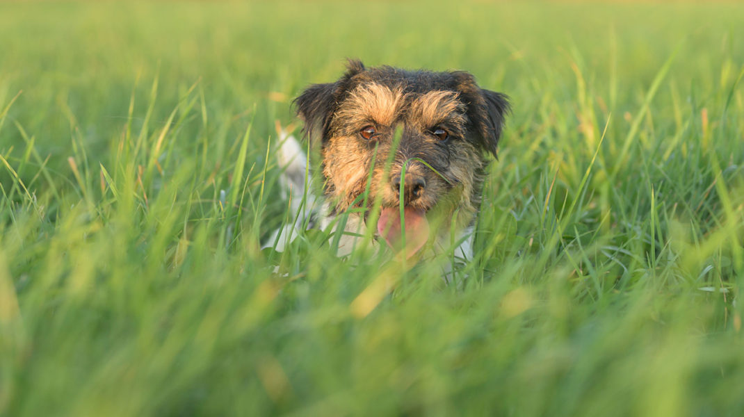 Lyme Disease and Your Dog: What to Know